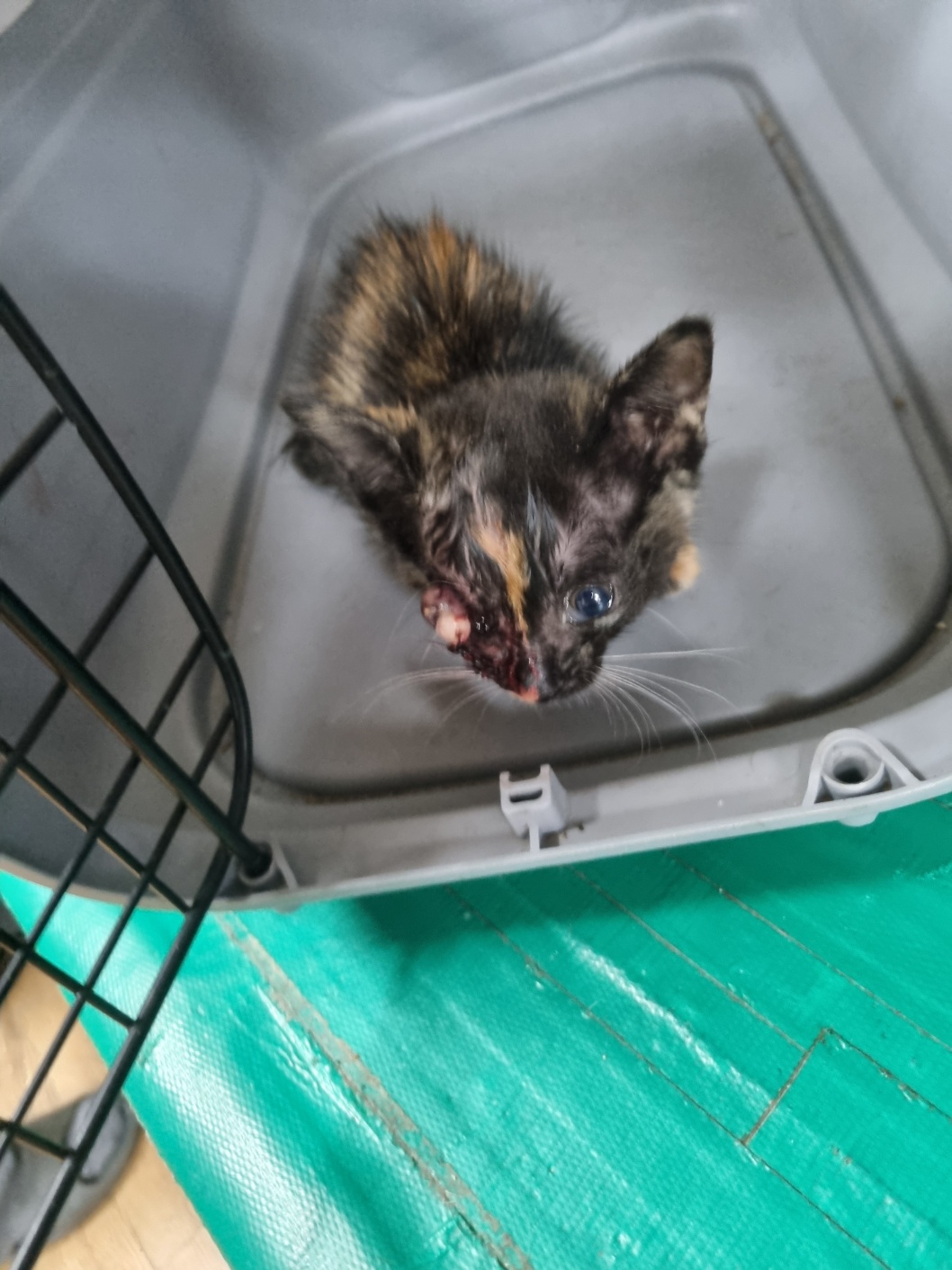 부안군 동물보호센터_445479202501183