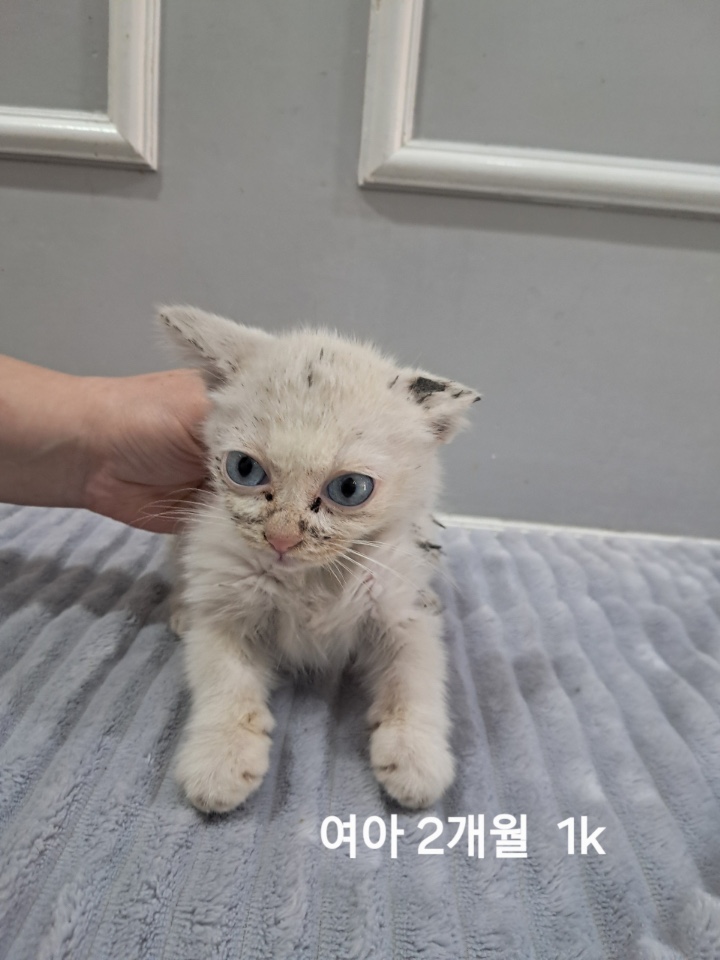 보호중 한국 고양이…