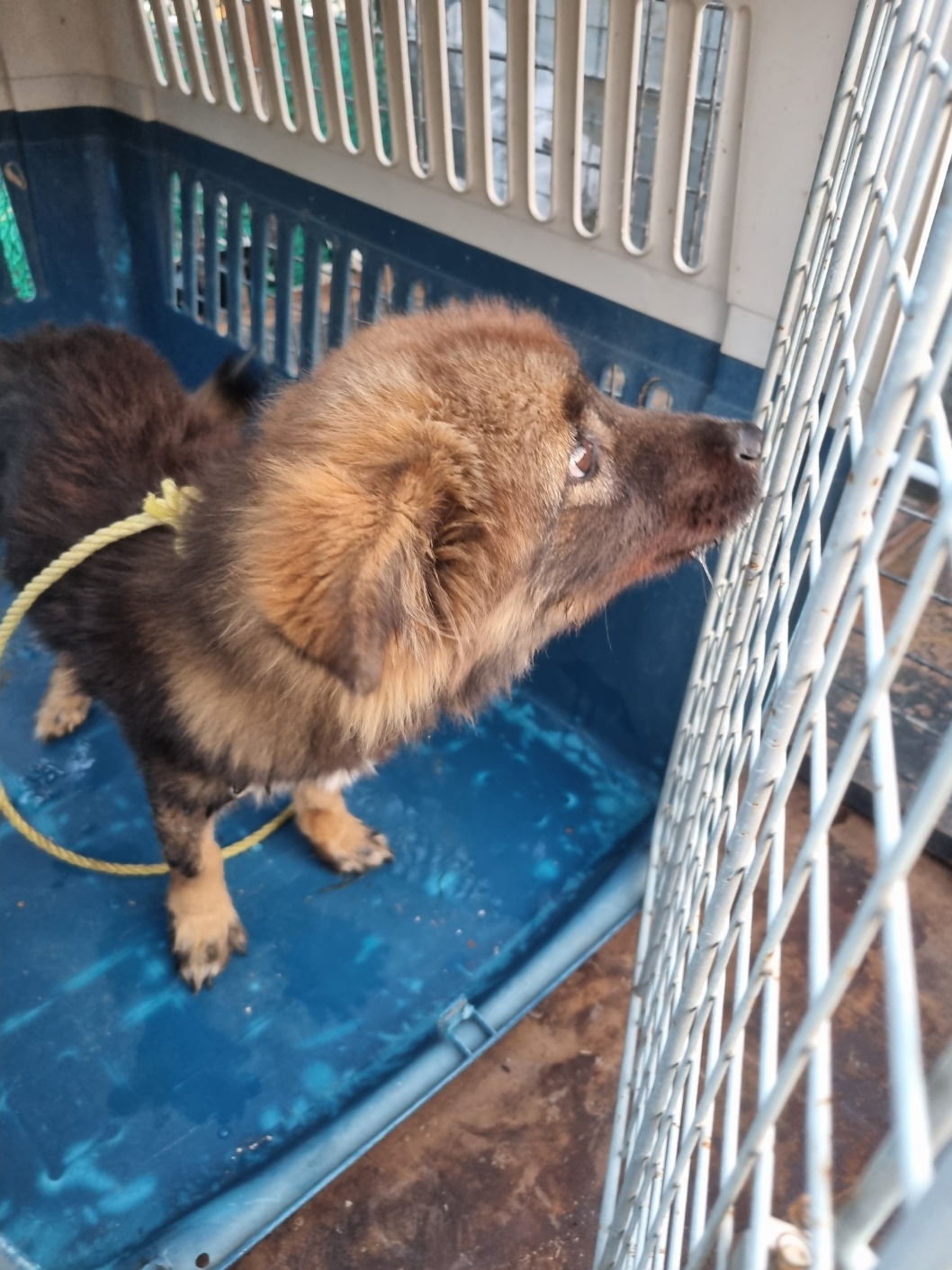 부안군 동물보호센터_445479202501184