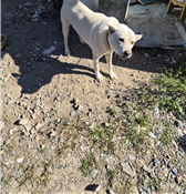 전남 영암 삼호읍에서 진돗개 발견 보호