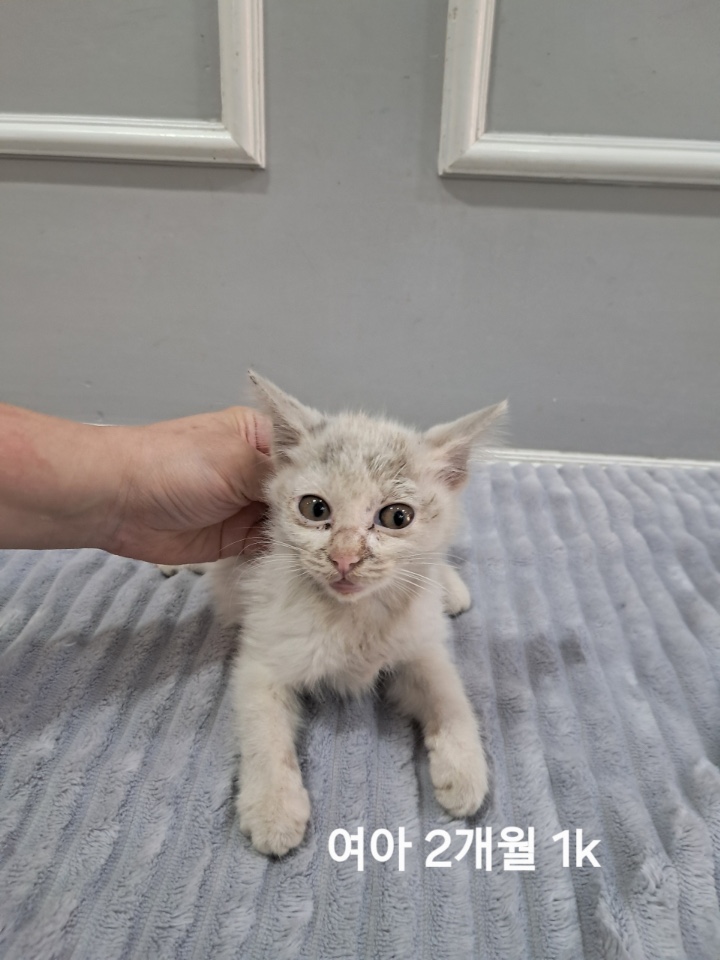 옥천동물병원_443443202500739