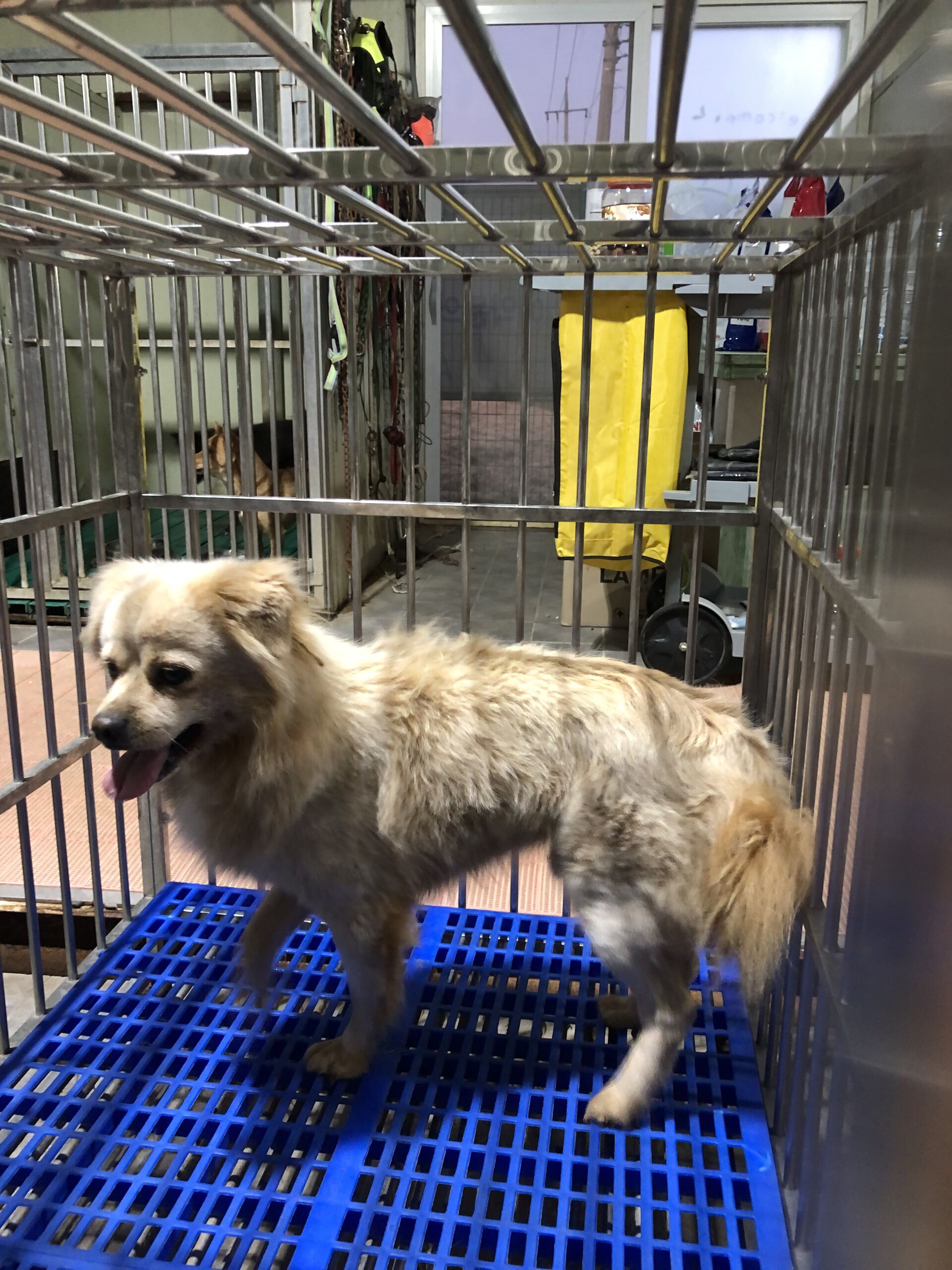 종료(반환) 믹스견…