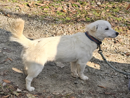 원주시동물보호센터_442419202500828