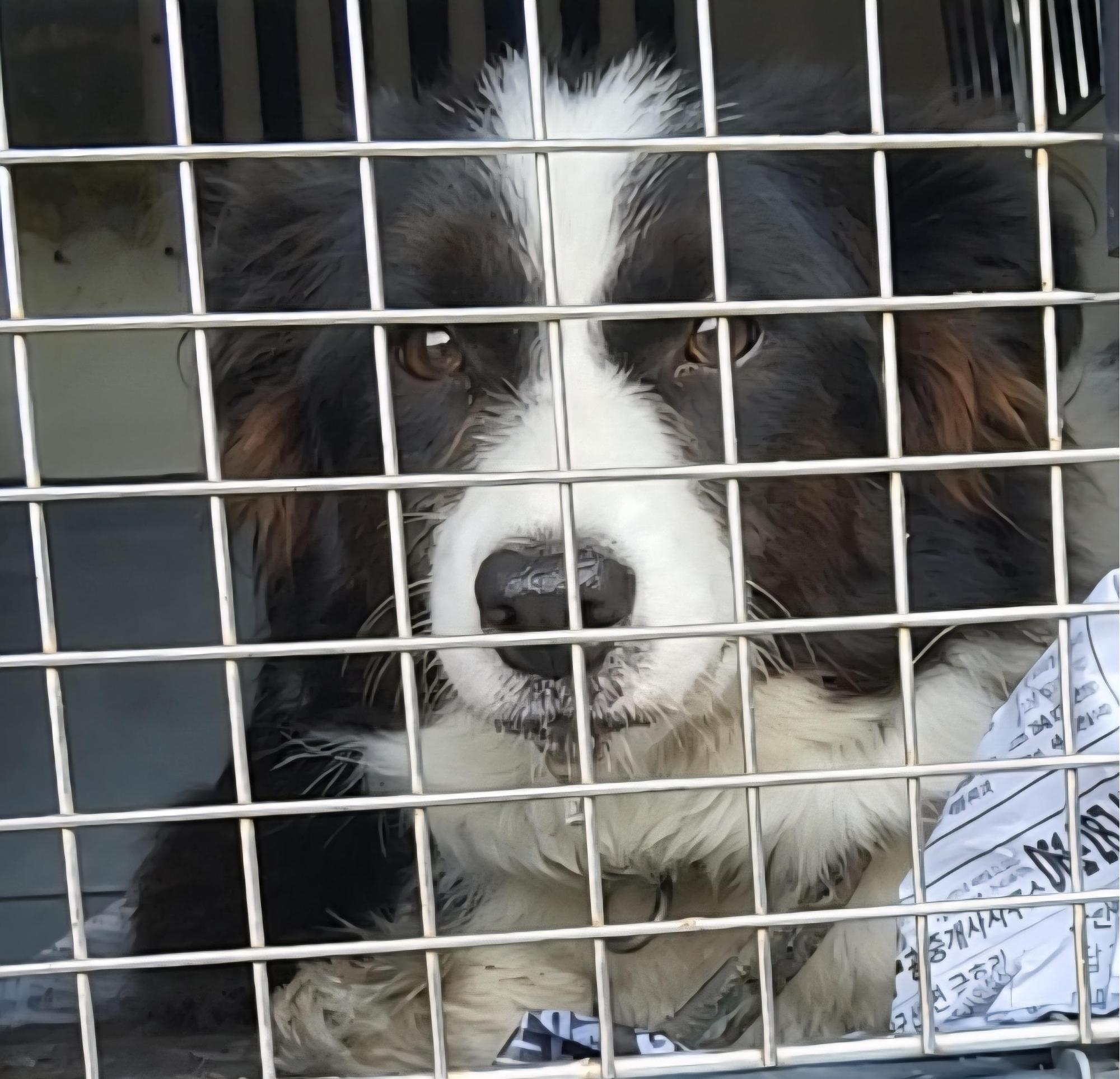 전남 목포 동백@에서 보더 콜리 발견 보호