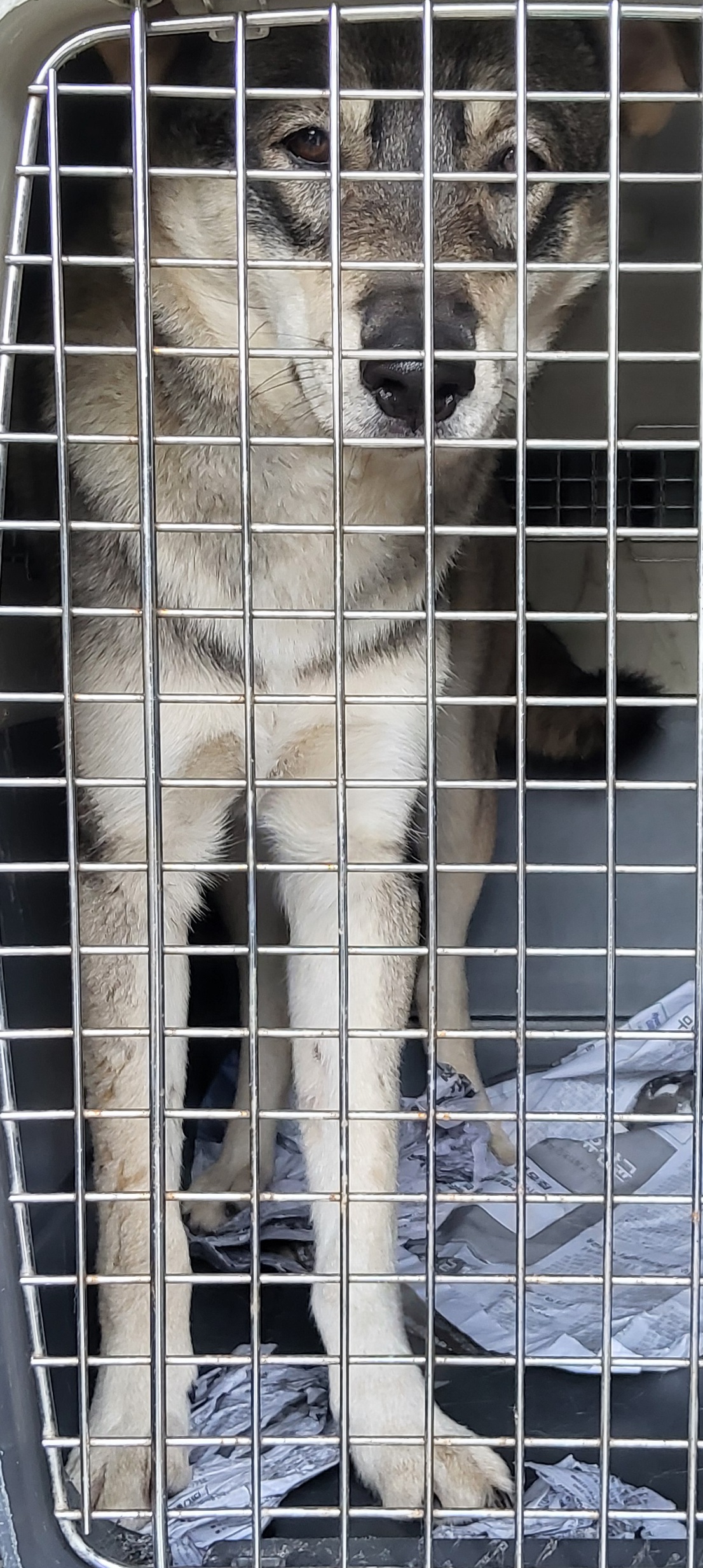 목포시유기동물보호소_446480202501477