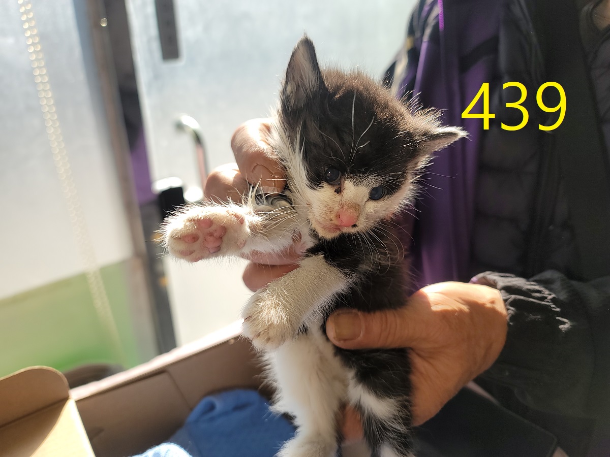 신영재동물병원_428355202500787