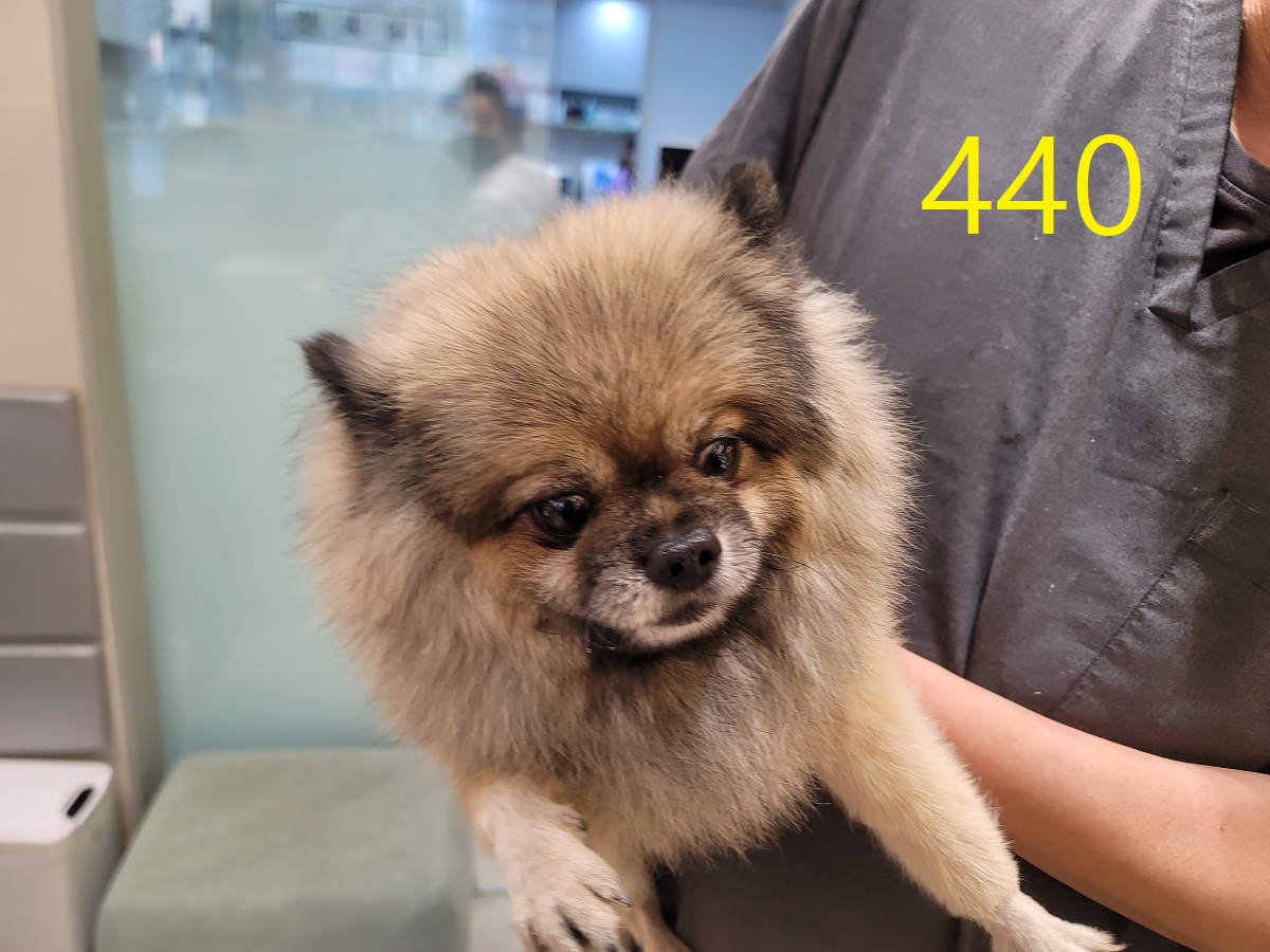 종료(반환) 포메라…