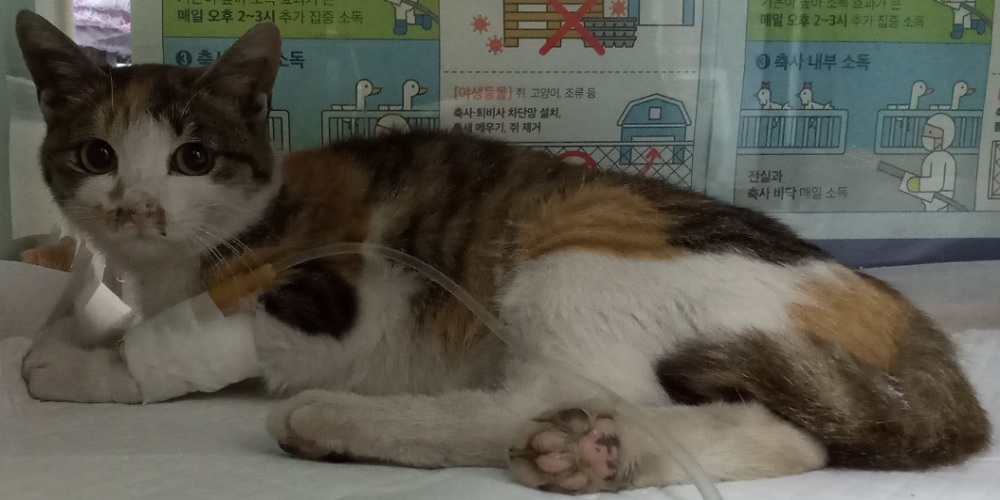 산타클라라동물병원_431369202500727