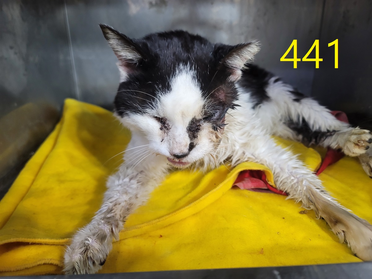 신영재동물병원_428355202500789