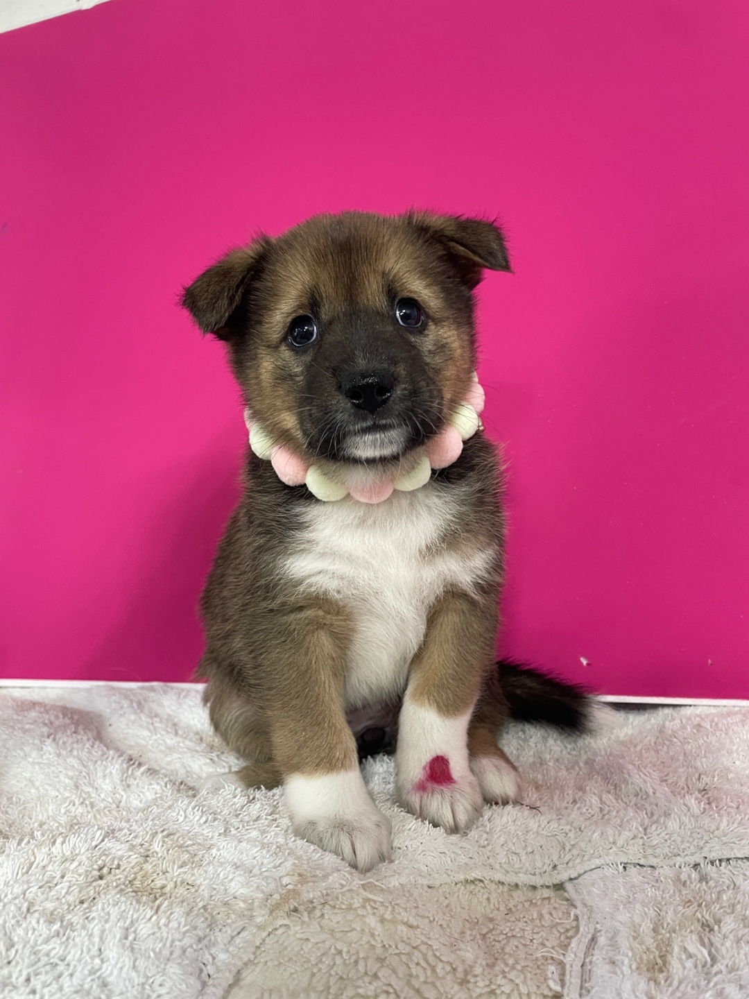 밀양시 동물보호센터_448536202500933