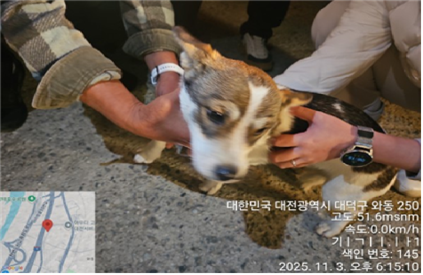 종료(반환) 믹스견…