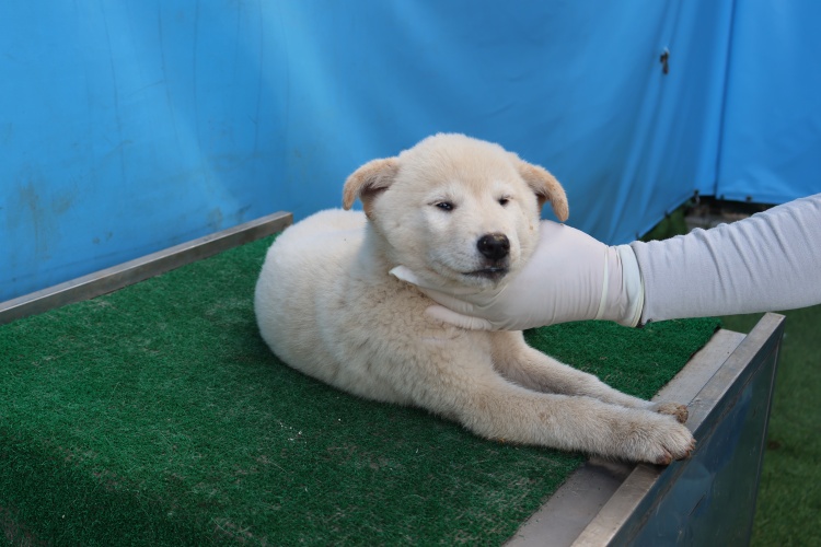 제주 동물보호센터_450650202502999
