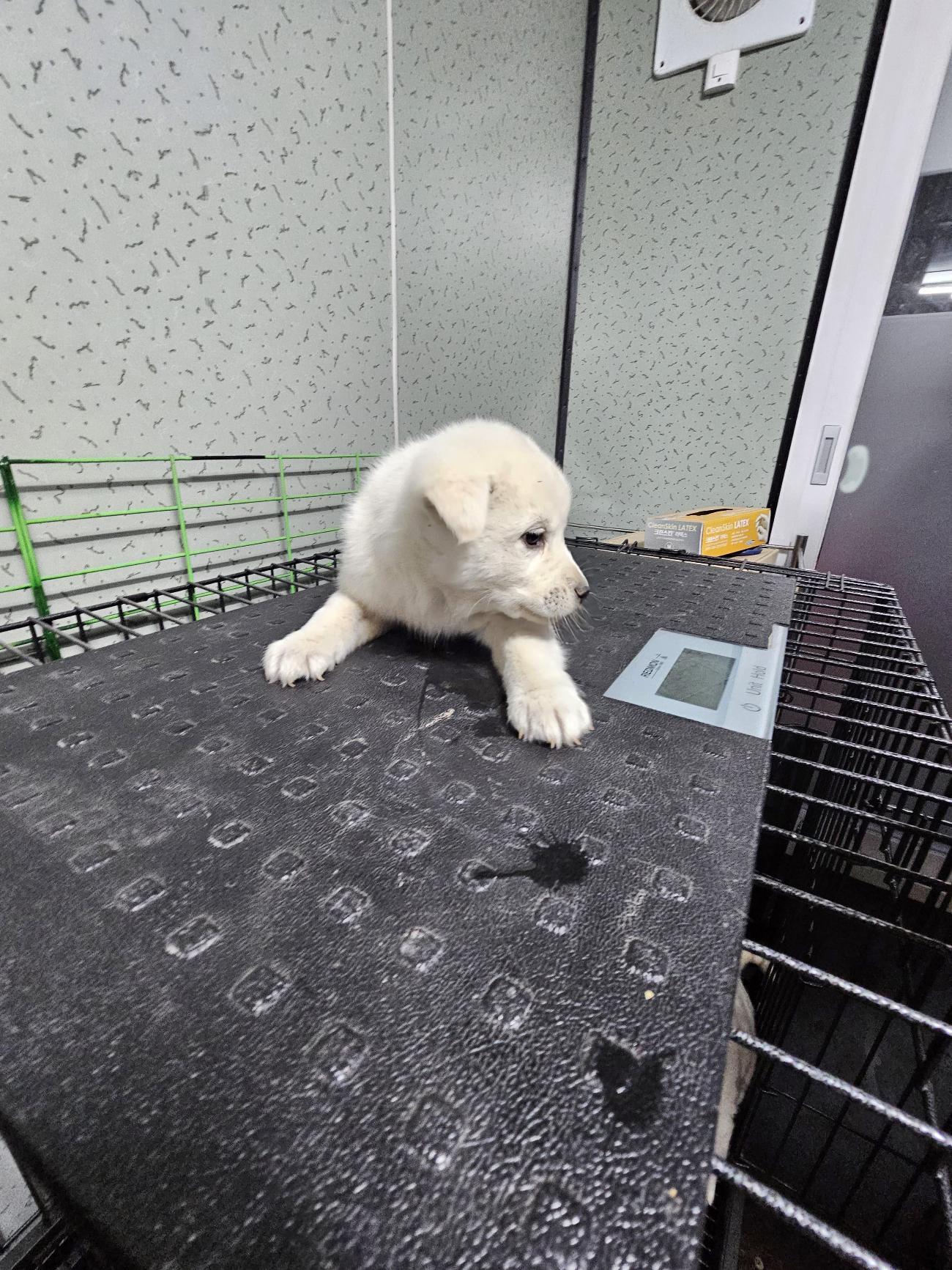 보호중 믹스견의 가…