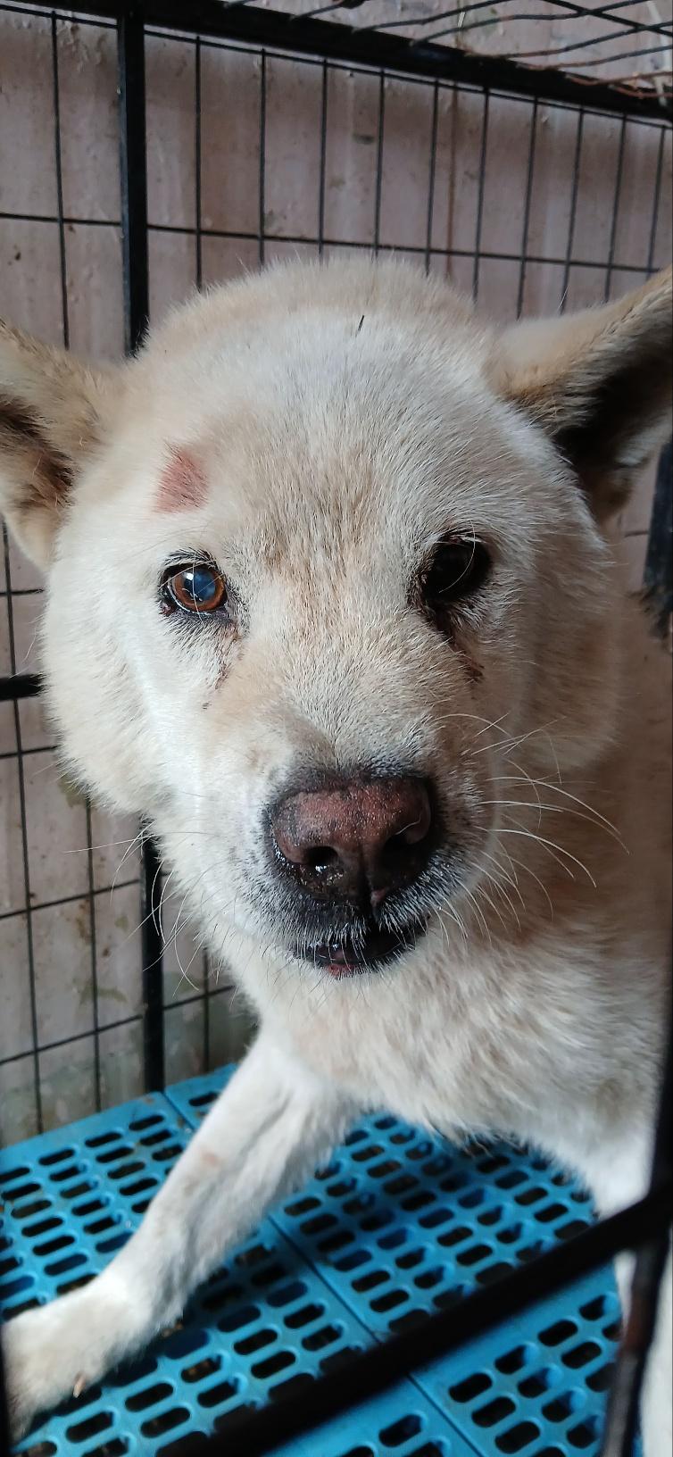 (사)동물보호관리협회_448535202501626