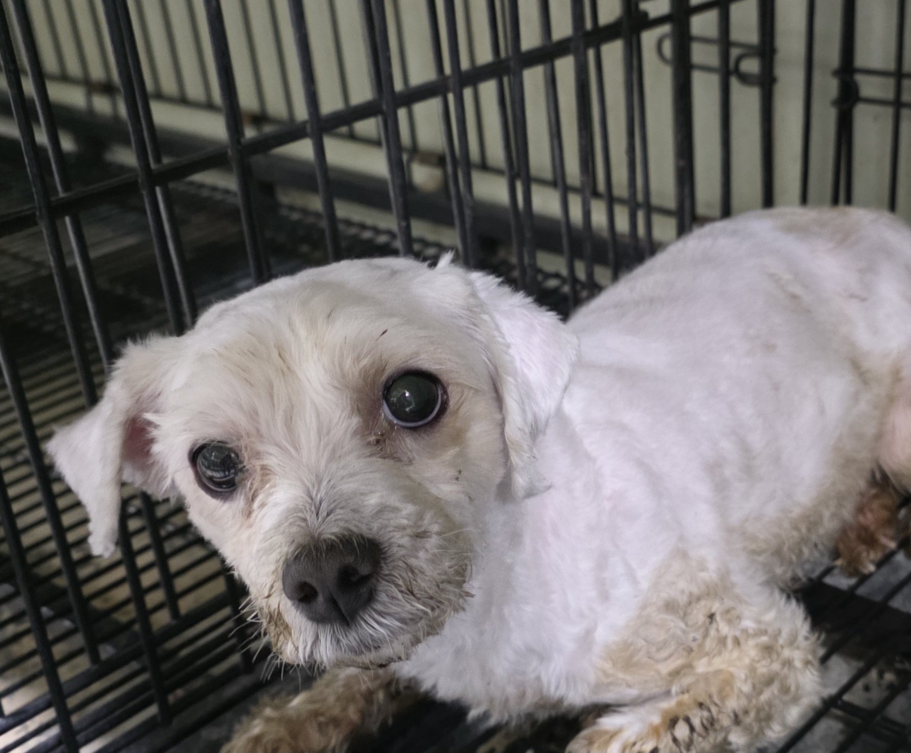 종료(반환) 말티즈…