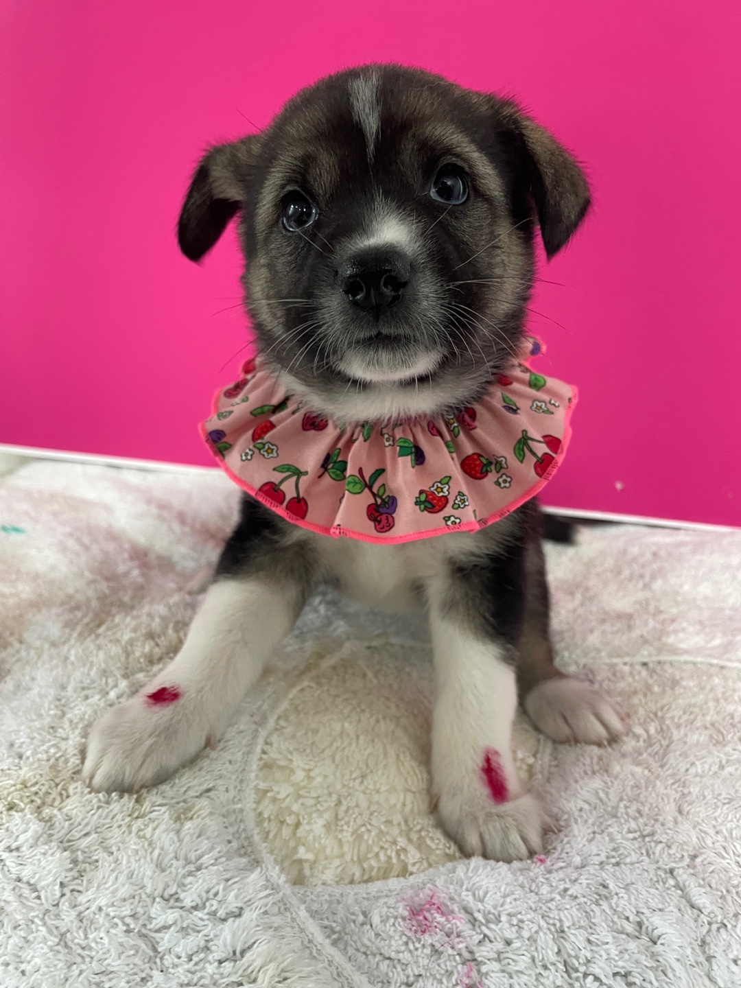 밀양시 동물보호센터_448536202500935