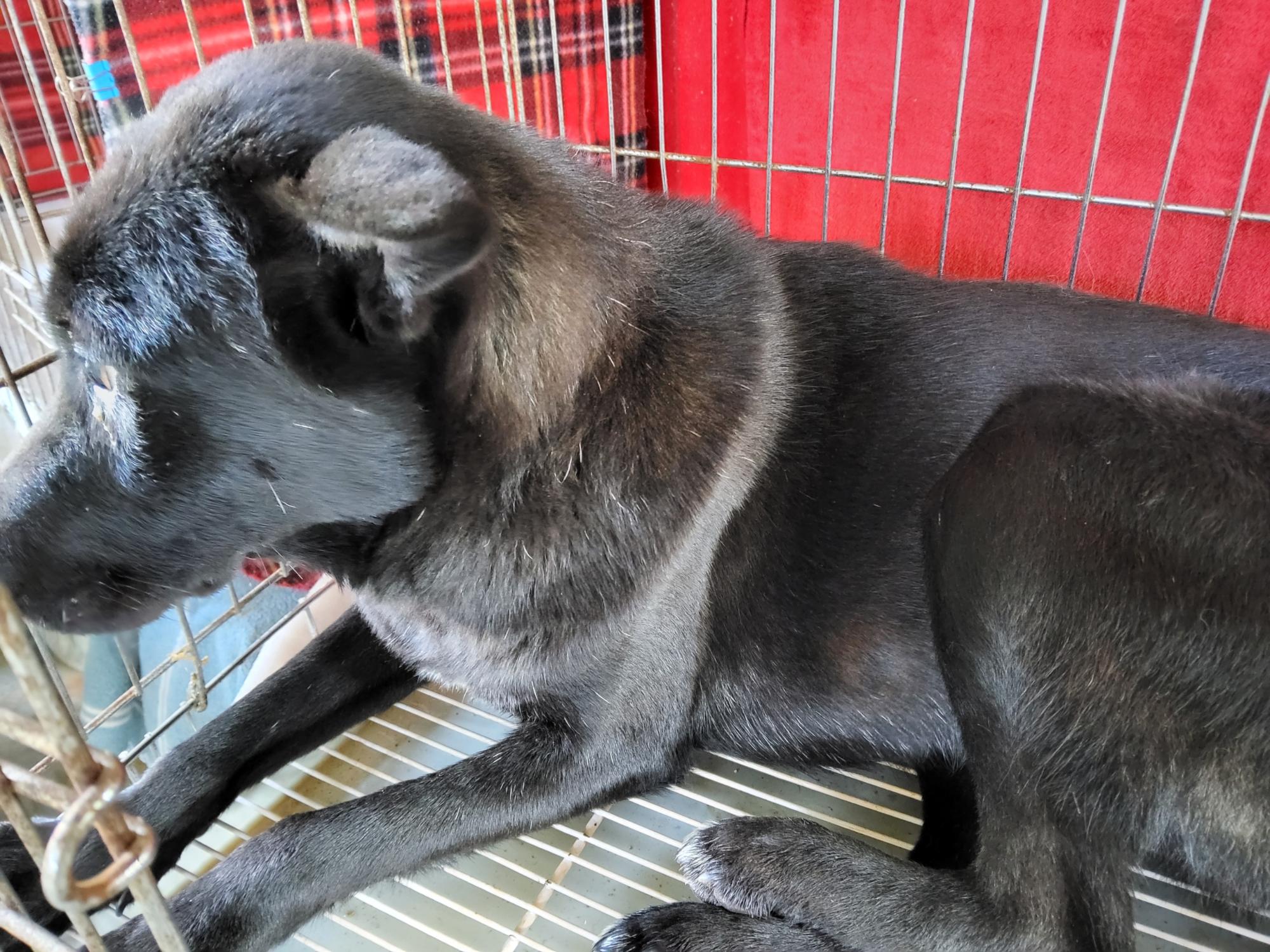 종료(입양) 믹스견…