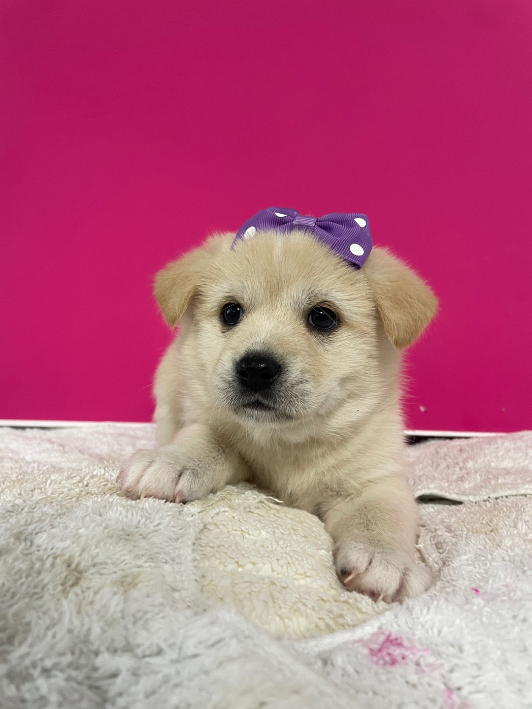 밀양시 동물보호센터_448536202500936