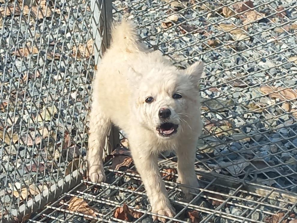 보호중 믹스견의 가…