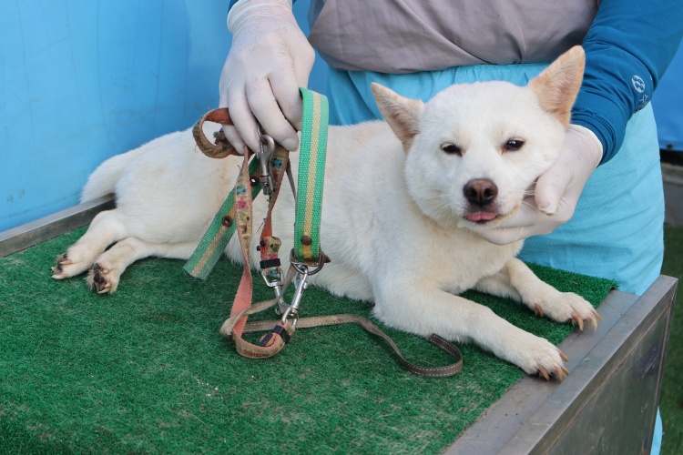 제주 동물보호센터_450650202502998