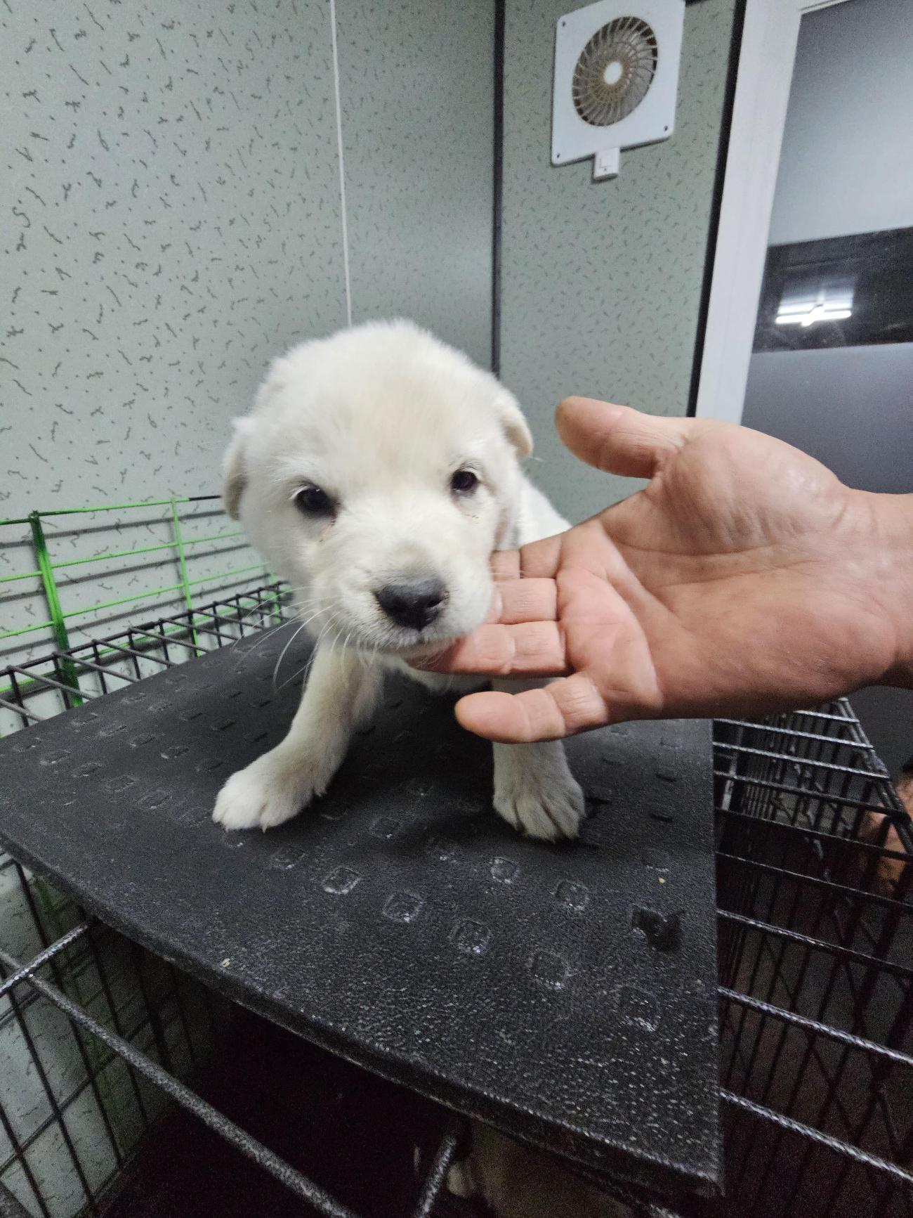 보호중 믹스견의 가…