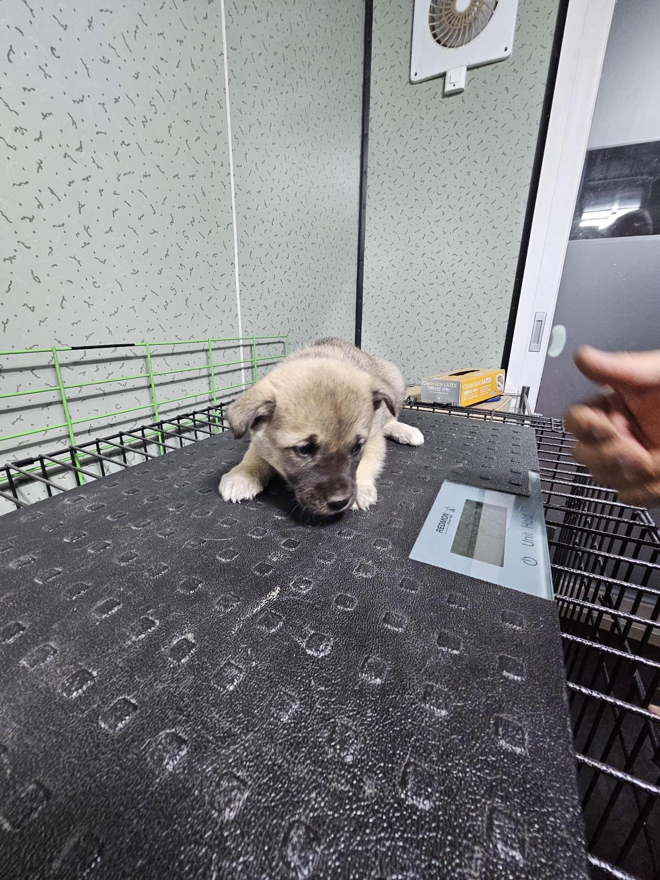 삼척시동물보호센터_442424202500747