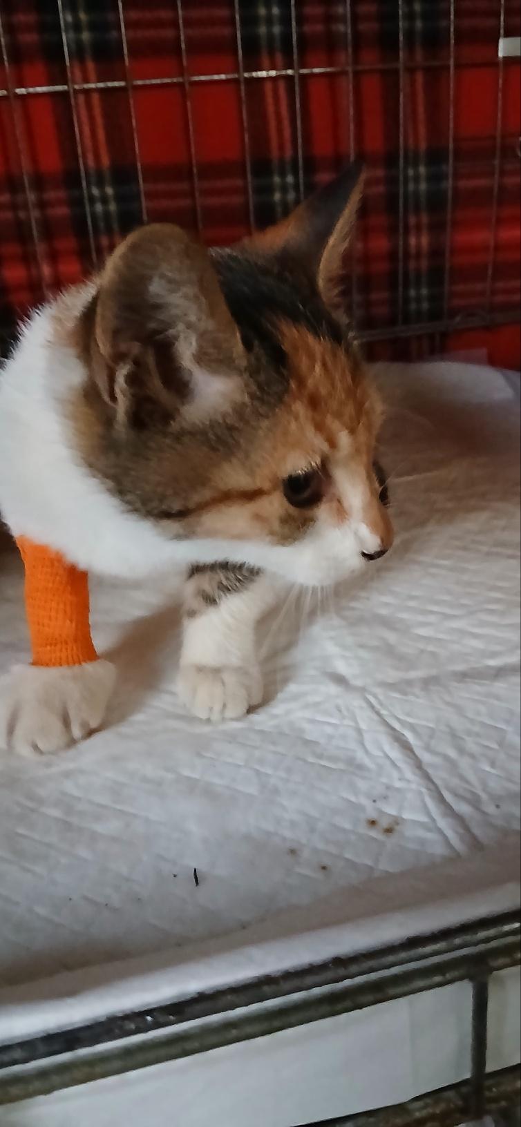 종료(자연사) 한국…