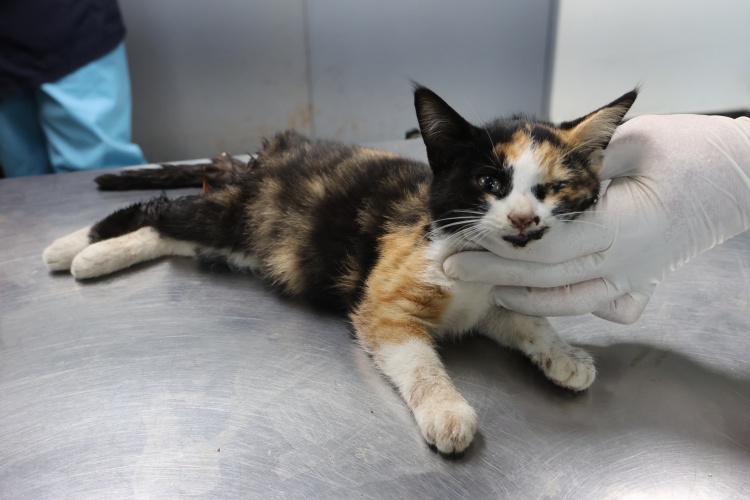 제주 동물보호센터_450650202503000