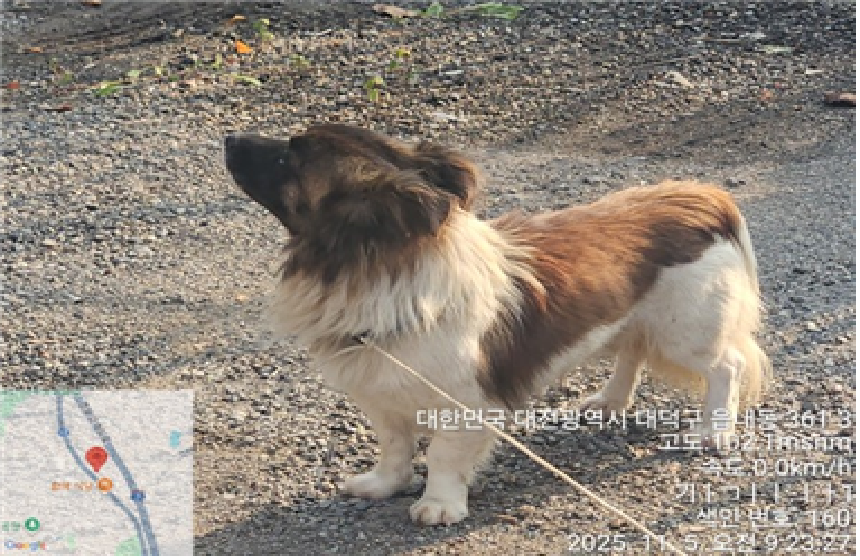 보호중 믹스견의 가…