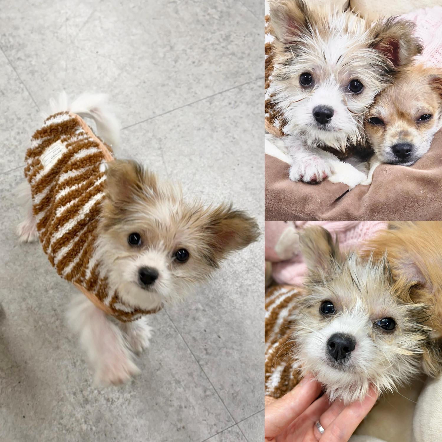 종료(입양) 믹스견…