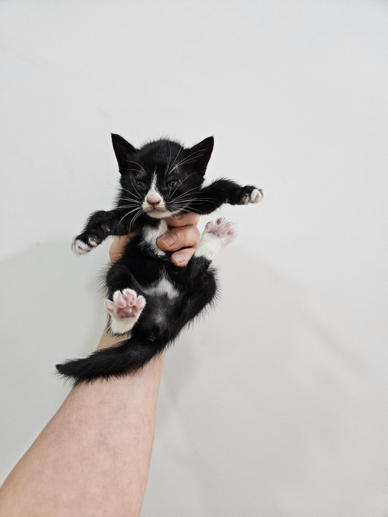 종료(자연사) 한국…