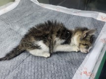 종료(자연사) 한국…