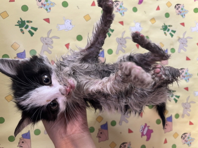 보호중 믹스묘의 가…