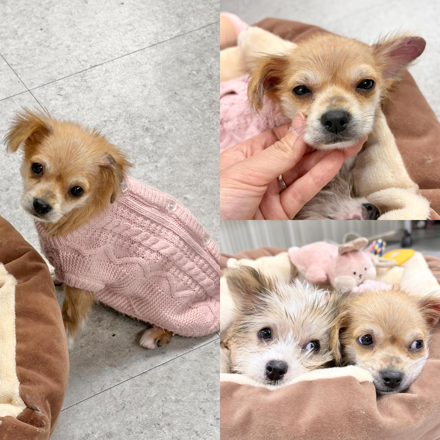 종료(입양) 믹스견…