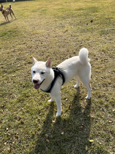 익산유기동물보호소_445468202503007