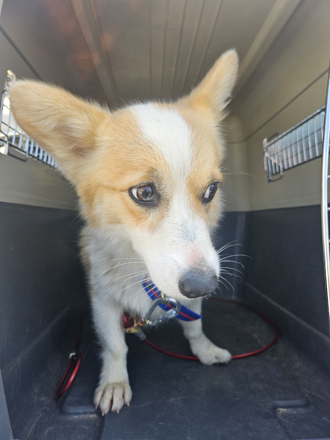 전북 정읍 북면에서 웰시 코기 카디건 발견 보호