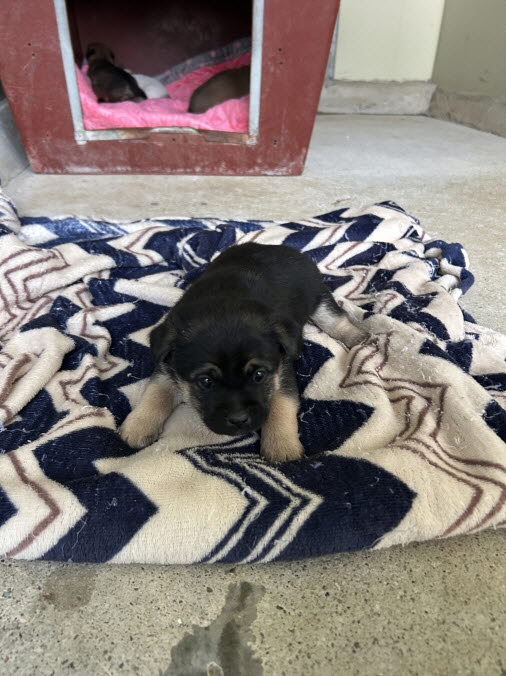 보호중 믹스견의 가…