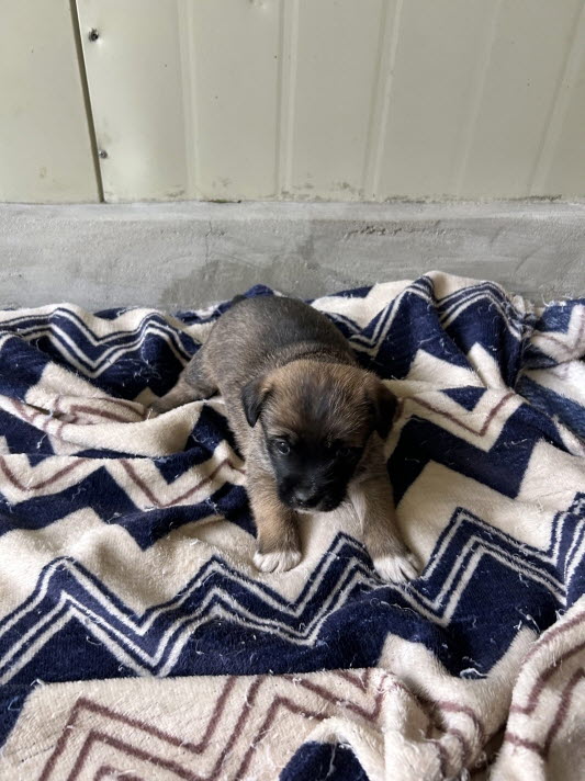 보호중 믹스견의 가…