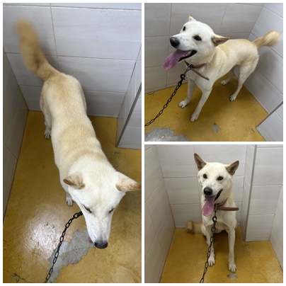 종료(입양) 믹스견…