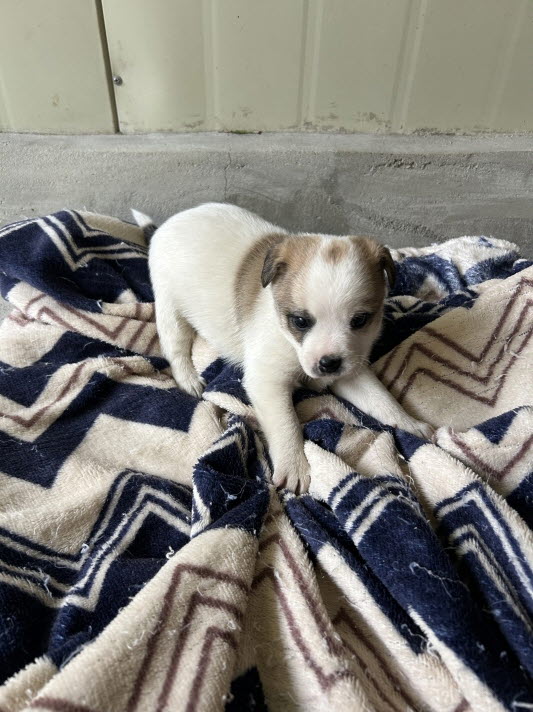 보호중 믹스견의 가…