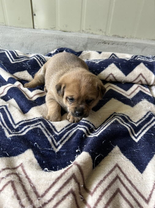 보호중 믹스견의 가…