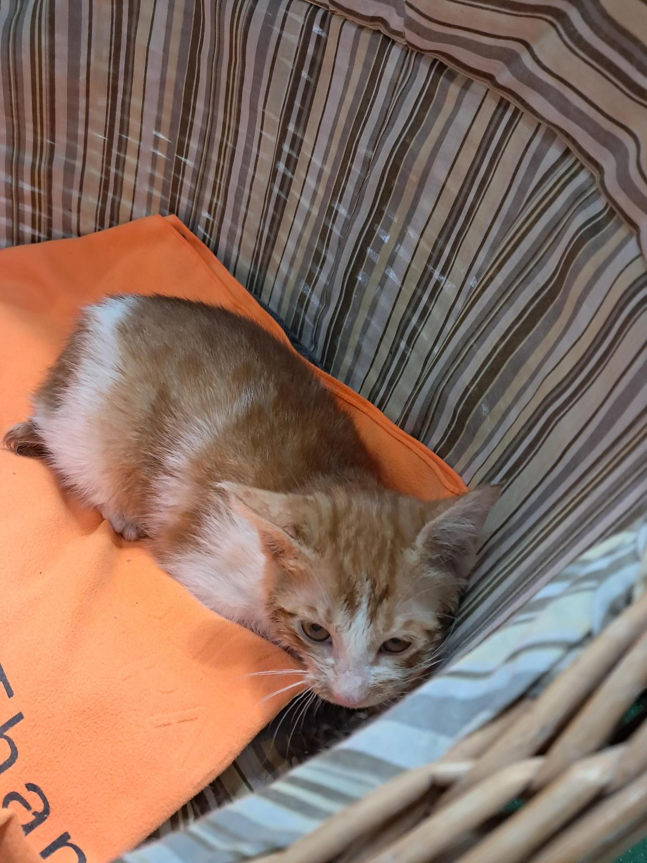 종료(방사) 한국 …