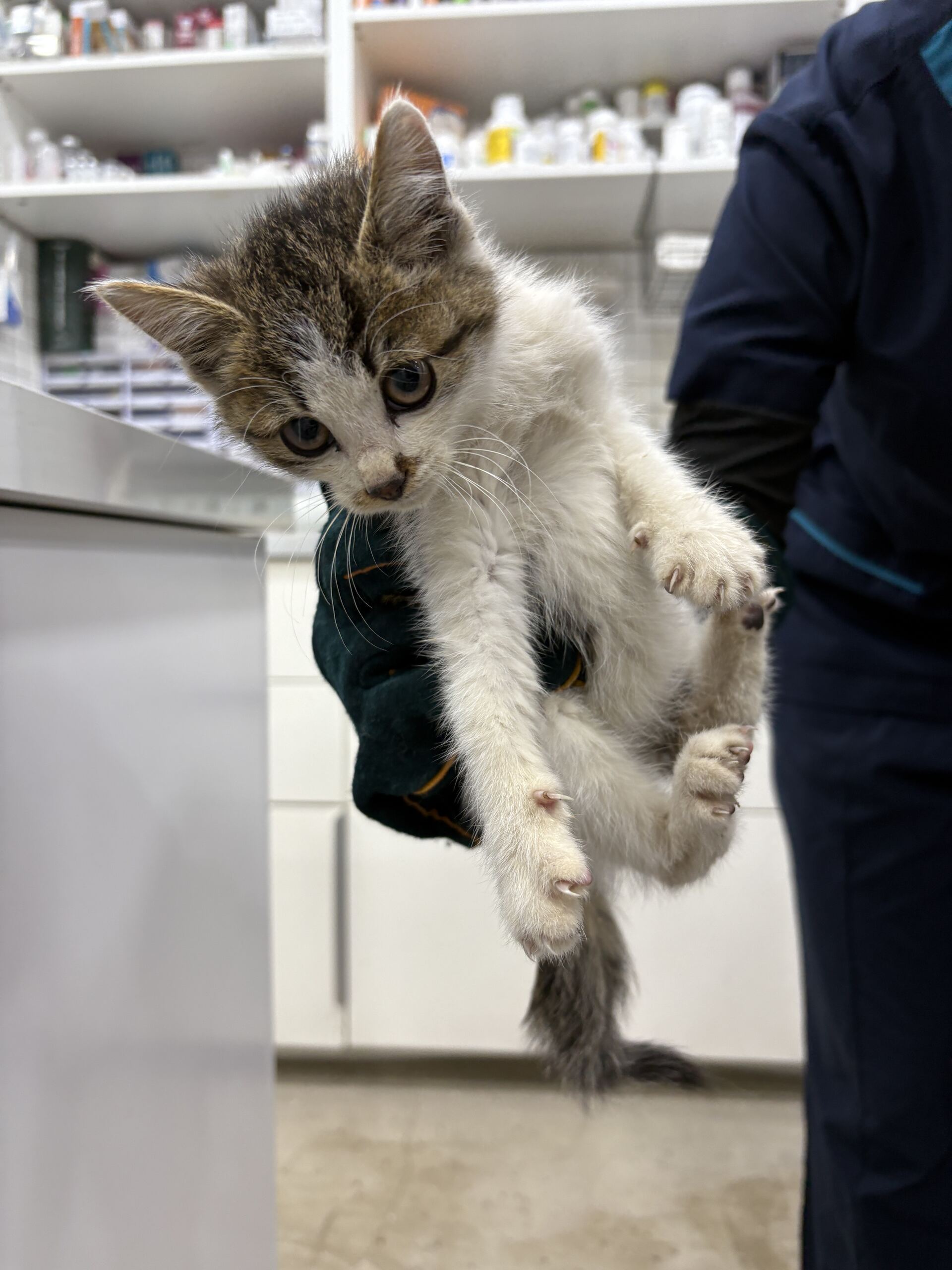 디디동물병원_428357202501562