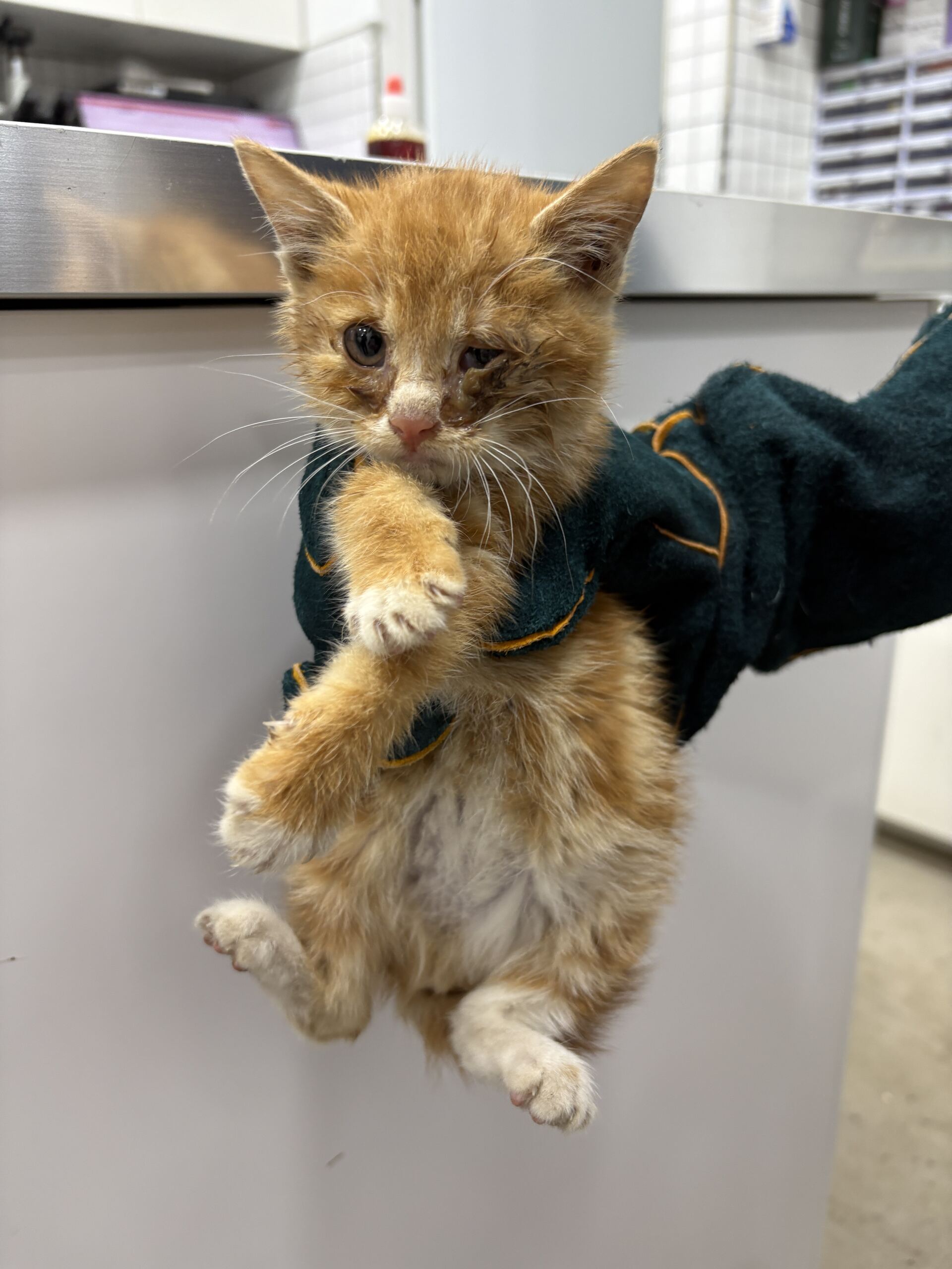 디디동물병원_428357202501563