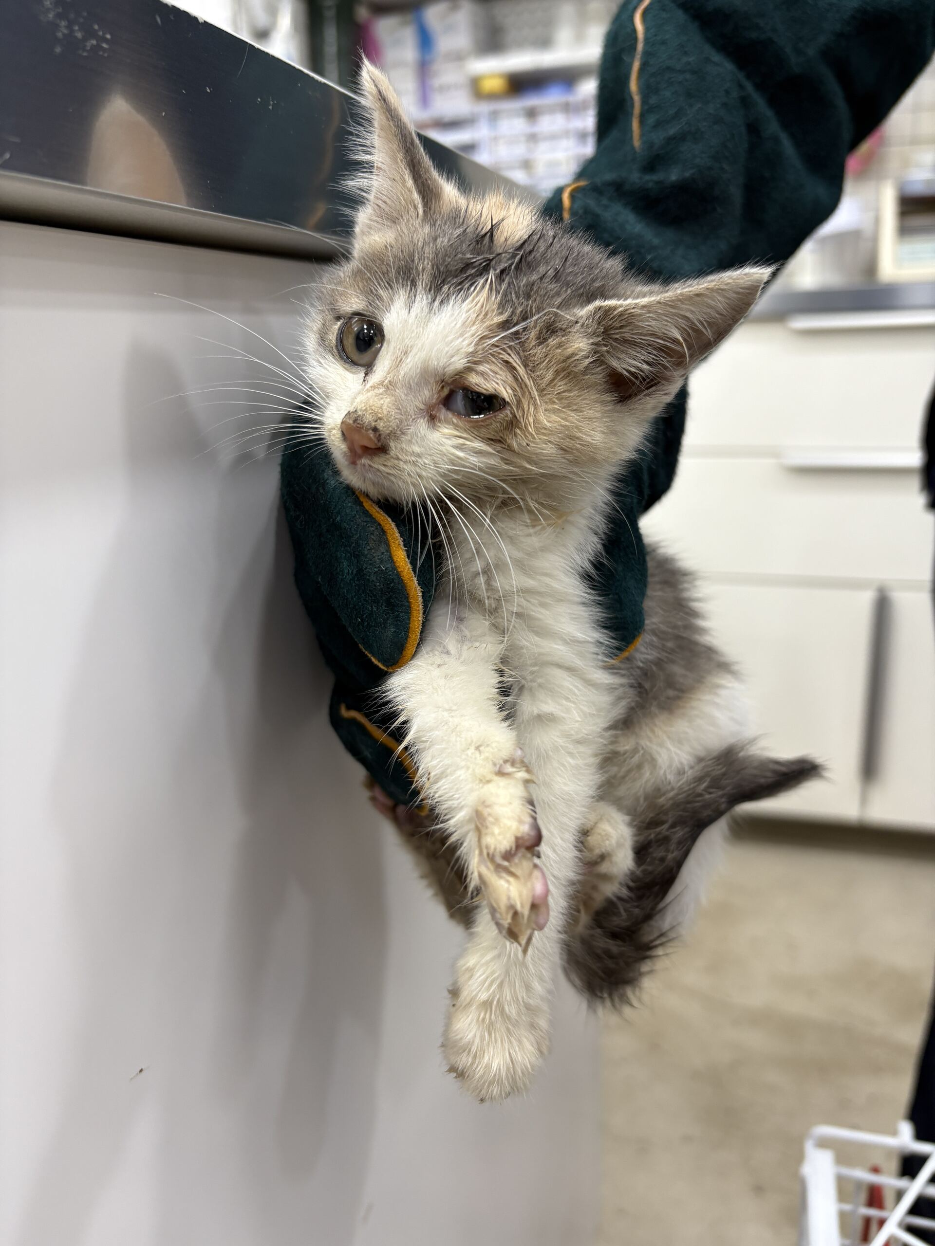 디디동물병원_428357202501564