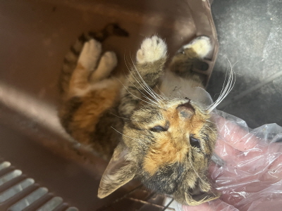 (사)동부동물보호협회_426330202500408