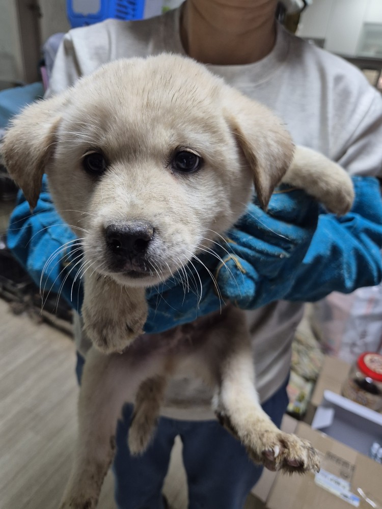 보호중 믹스견의 가…