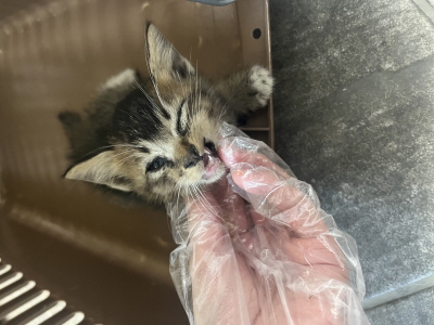 종료(자연사) 믹스…