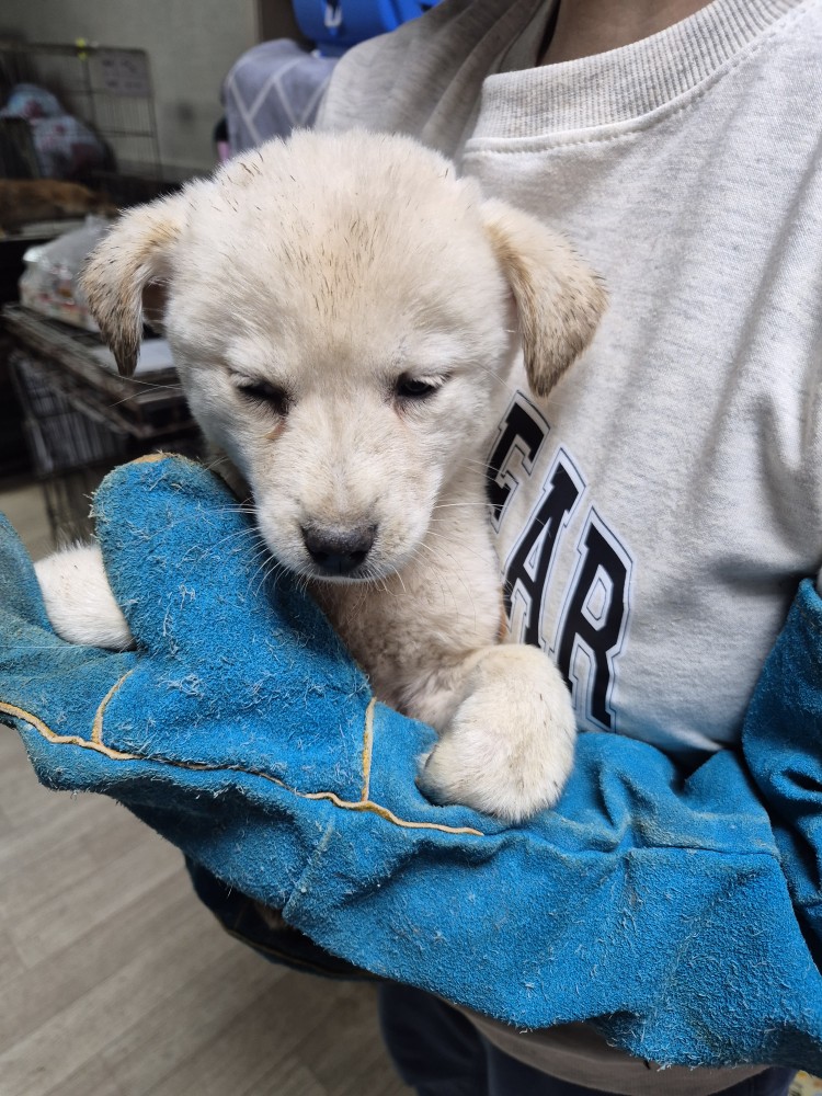 보호중 믹스견의 가…