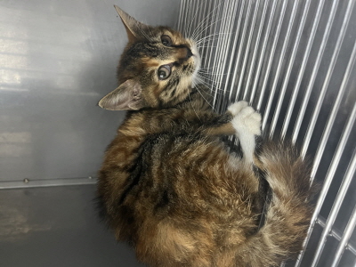 보호중 믹스묘의 가…